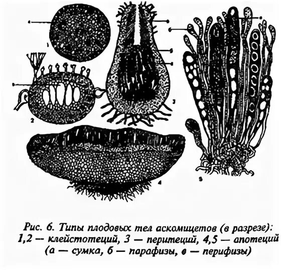 Плодовое тело клейстотеций. Аскомицеты строение. Аскомицеты плодовые тела. Аскомицеты строение мицелия. Половое размножение аскомицетов.