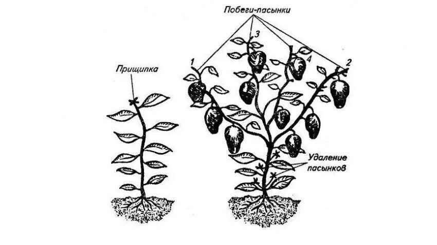 Пасынки у перца. Прищипывание перца. Пасынковка баклажанов теплице схема. Формировка куста баклажана. Пасынкование георгинов схема.