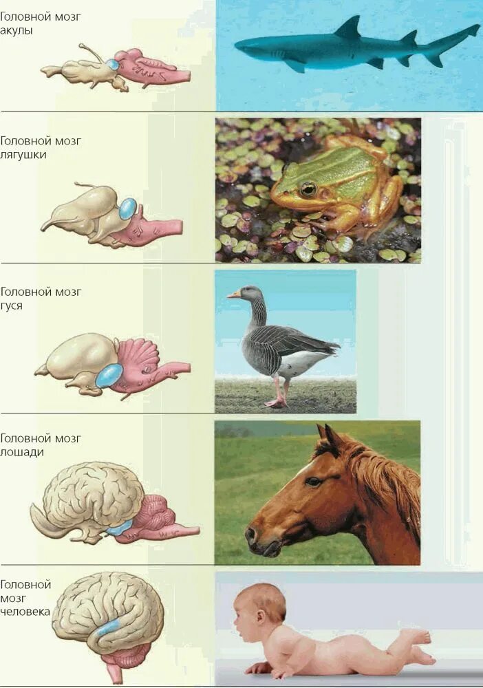 Защита позвоночных животных. Строение головного мозга животных. Головной мозг позвоночных животных. Строение головного мозга позвоночных. Эволюция головного мозга позвоночных.