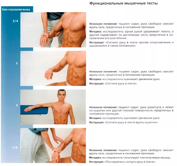 Тестирование мышцы. Тестирование мышц. мышечное тестирование плеча. мануальное мышечное тестирование плеча. тестирование дельтовидной мышцы.