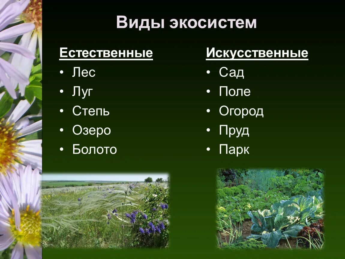 Искусственные природные сообщества 5 класс биология. Искусственные экосистемы. Луг это искусственная экосистема. Луш искусственная экосистема. Естественные и искусственные экосистемы.