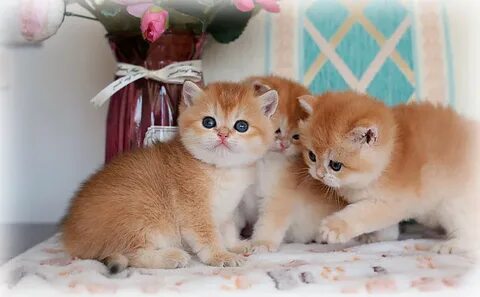 Авито котята шиншиллы