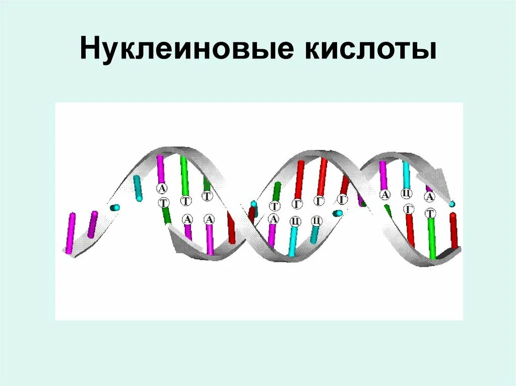 Нуклеиновые кислоты. Нуклеиновые кислоты биология. Дезоклеиновая кислота. Нуклеиновые кислоты презентация.