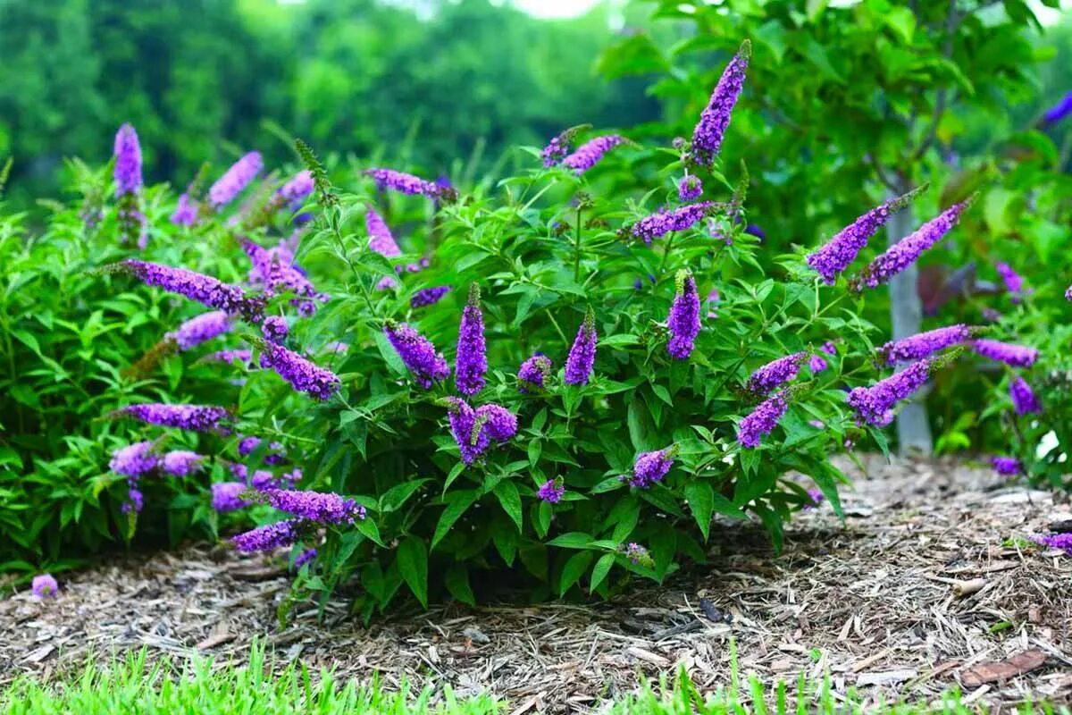 Буддлея Давида Buddleja davidii. Буддлея Давида бордер Бьюти. Буддлея Давида Триколор. Будлея куст.