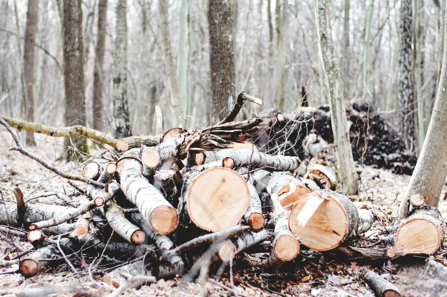 Рябину срубил по пьянке на дрова. Незаконная вырубка леса. Вырубка деревьев. Срубленные деревья. Спиленные деревья в лесу.