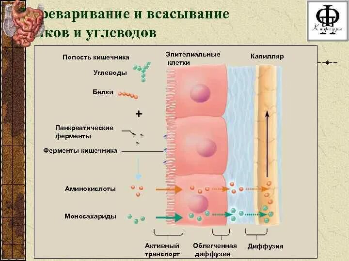 Механизм всасывания в тонком кишечнике. Всасывание строение и функции. Всасывание в кишечнике. Всасывание питательных веществ в кишечнике.