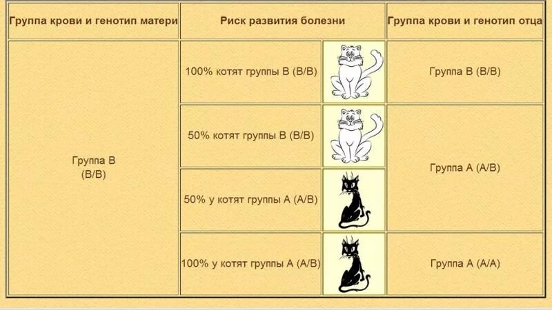 Как кормить котенка кормом. Меню кормления 2 месячного котенка. Рацион шотландского котенка 1.5 месяца. Рацион питания котят от 1 до 5 месяцев. Рацион питания шотландского котенка 5 месяцев.