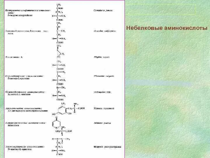 Все аминокислоты и их функции. Небелковые аминокислоты примеры. непротеиногенные аминокислоты.