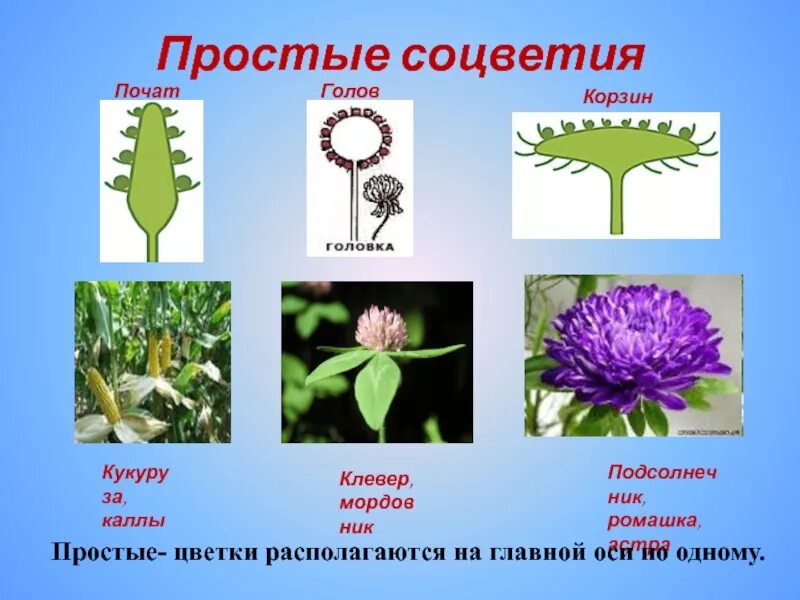 Соцветие головка характерно для. Астра соцветие. соцветие клевера биология 6 класс. клевер тип соцветия. соцветие головка.
