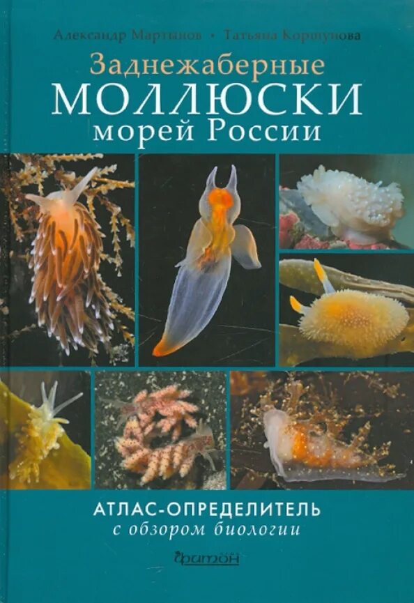 Виды ракушек. Типы раковин брюхоногих моллюсков. Форма ракушки. Атлас определитель моллюсков. Морские ракушки названия.