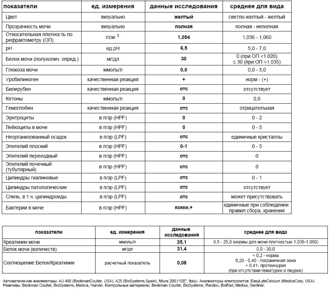 Белок в моче 10 MG/DL У женщин норма. Белок в моче расшифровка анализа. Белок в моче норма у женщин. Норма лейкоцитов в моче в 1 мл. Кетоны 3 триместр