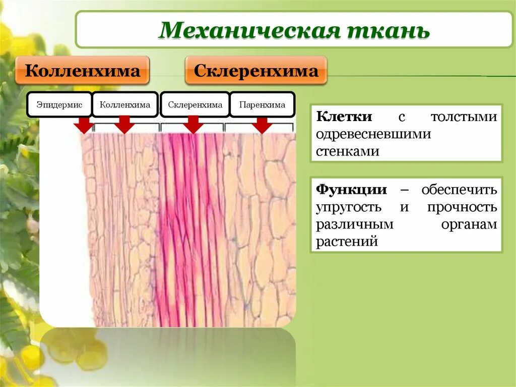 К тканям растений относится ответ. Механическая ткань растений колленхима. Элементы механической ткани растений. Механическая ткань колленхима и склеренхима. Строение механической ткани растений.