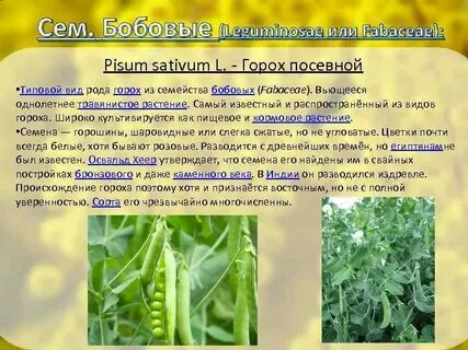 Горох вид род семейство класс