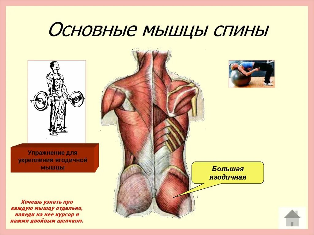 Основные мышцы для развития. Мышцы спины. Основные мышцы спины. Мышцы спины человека. Главная мышца спины.