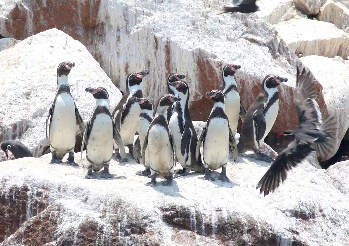 Пингвин гумбольдта. Spheniscus humboldti. Пингвин Гумбольдта Чили. Пингвины Гумбольдта ареал обитания.