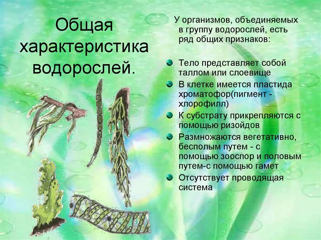 Контрольная водоросли. Характеристика водорослей 5 класс биология. Характеристика водорослей 5 класс биология кратко. Общая характеристика водорослей строение питание размножение. Водоросли низшие растения многообразие водорослей.