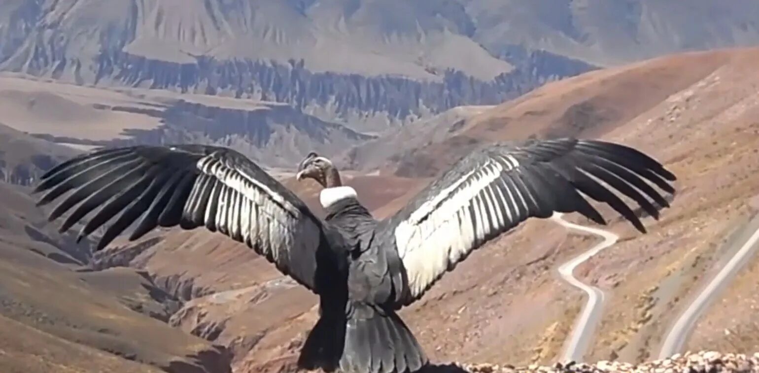 Condor. Кондора арабская. Полет кондора. Индеец играет на флейте. Полет кондора.
