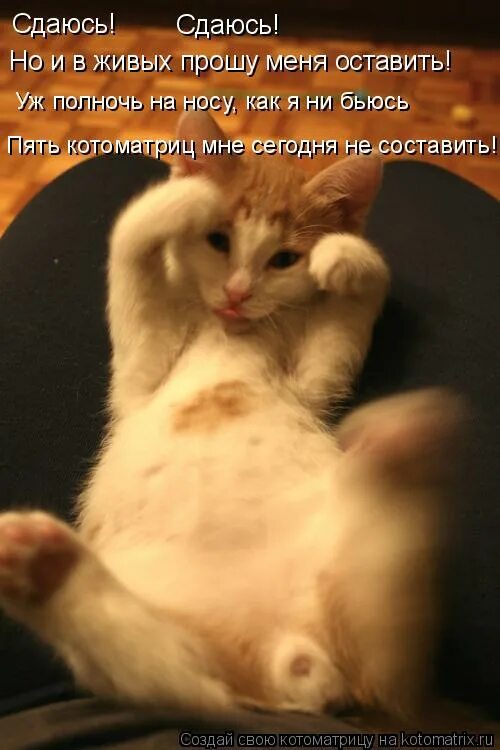 Уж я к ней и так и этак со словами и без слов. Живо требующие. Просящий котик. Плакаты зоозащитников. Живая рыба характеристика.