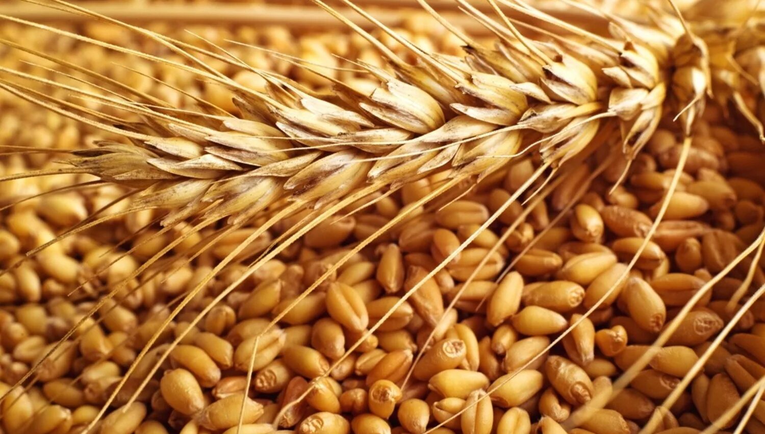 Сорт пшеницы Ирень. Пшеница Безостая 1. Пшеница озимая сорт Фотинья. Пшено и пшеница.