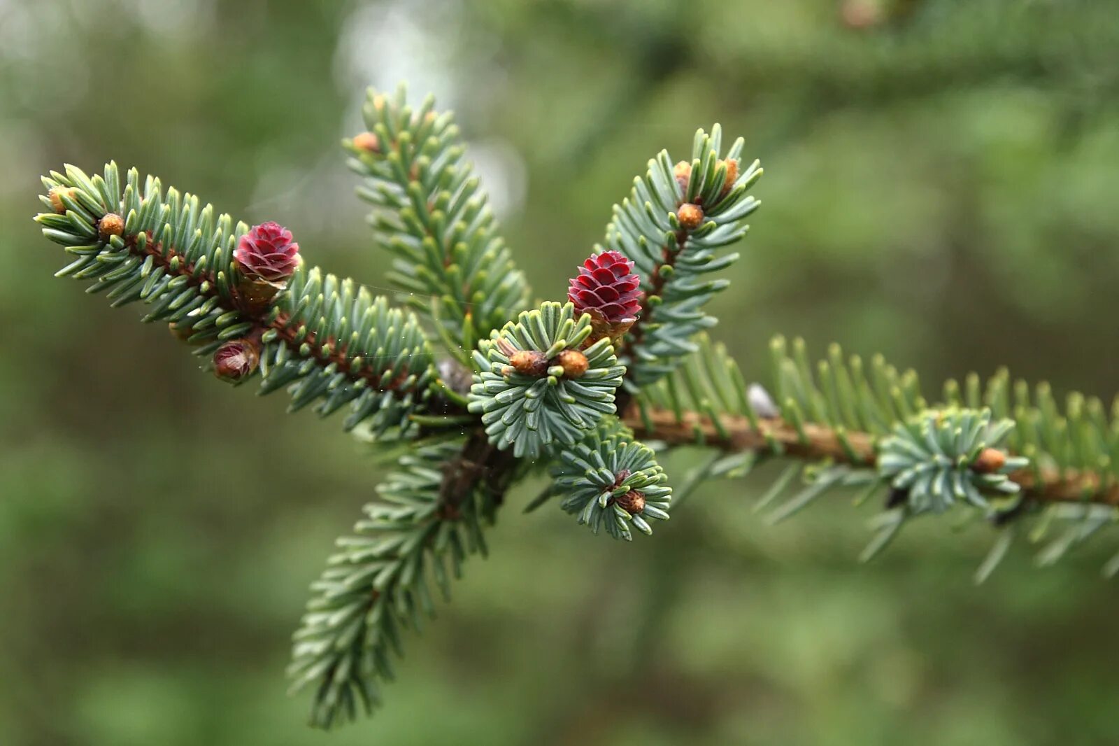 Родственник ели. Picea Mariana. Канадская ель черная. Picea Mariana DOUMETTI. Ель ликиангская.