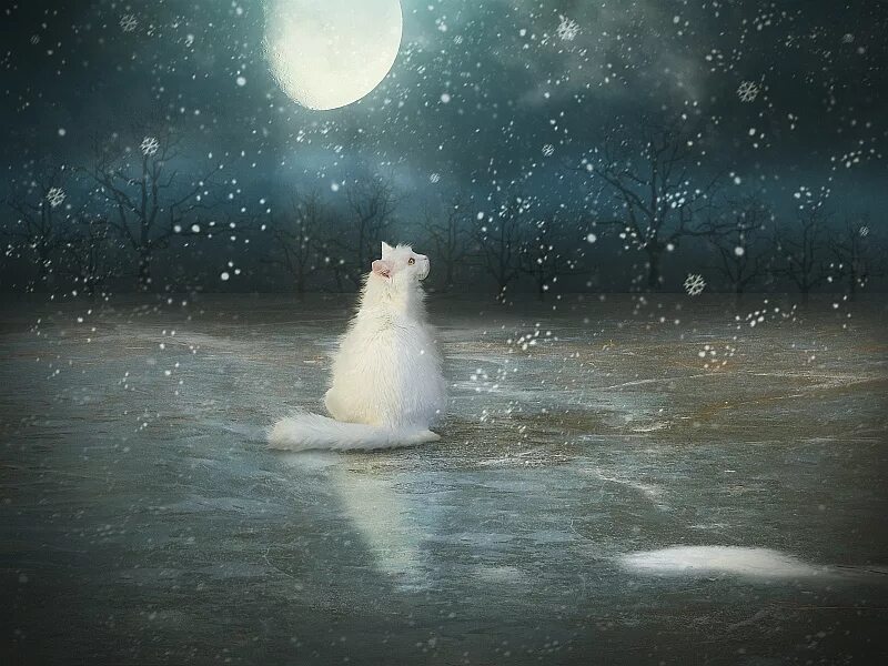 Кота ушел зимой