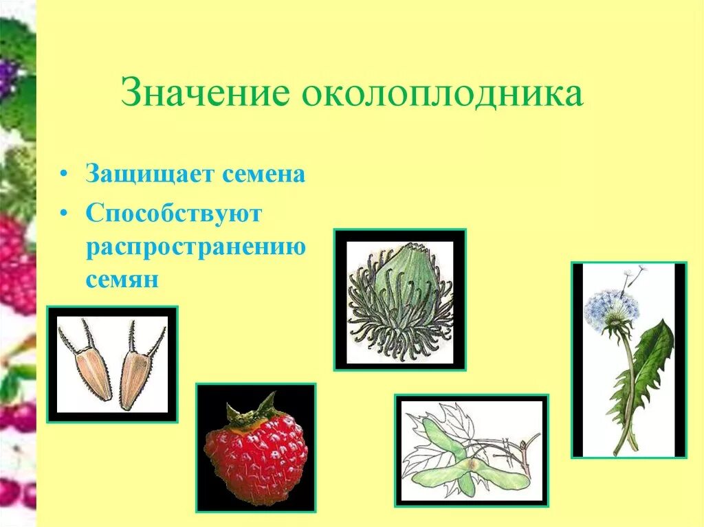 Значение семенных растений в природе. Значение околоплодника. Семена защищены околоплодником. Плод это в биологии. Плоды биология 6 класс.
