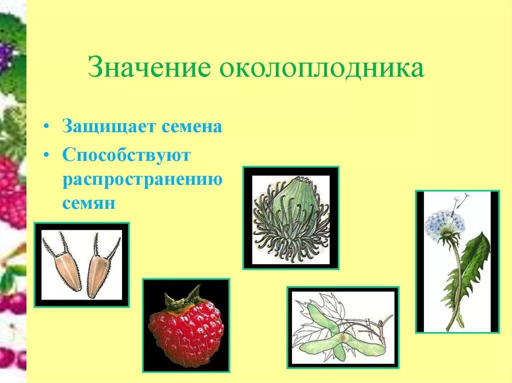 Значение околоплодника. Семена защищены околоплодником. Плод это в биологии. Плоды биология 6 класс.