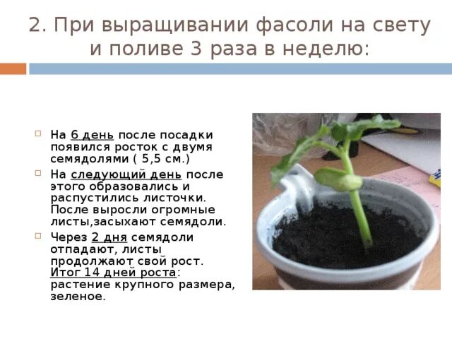 Наблюдение за фасолью. Этапы посадки фасоли. Проект по выращиванию растений. Проекты с ростом фасоли по дням.