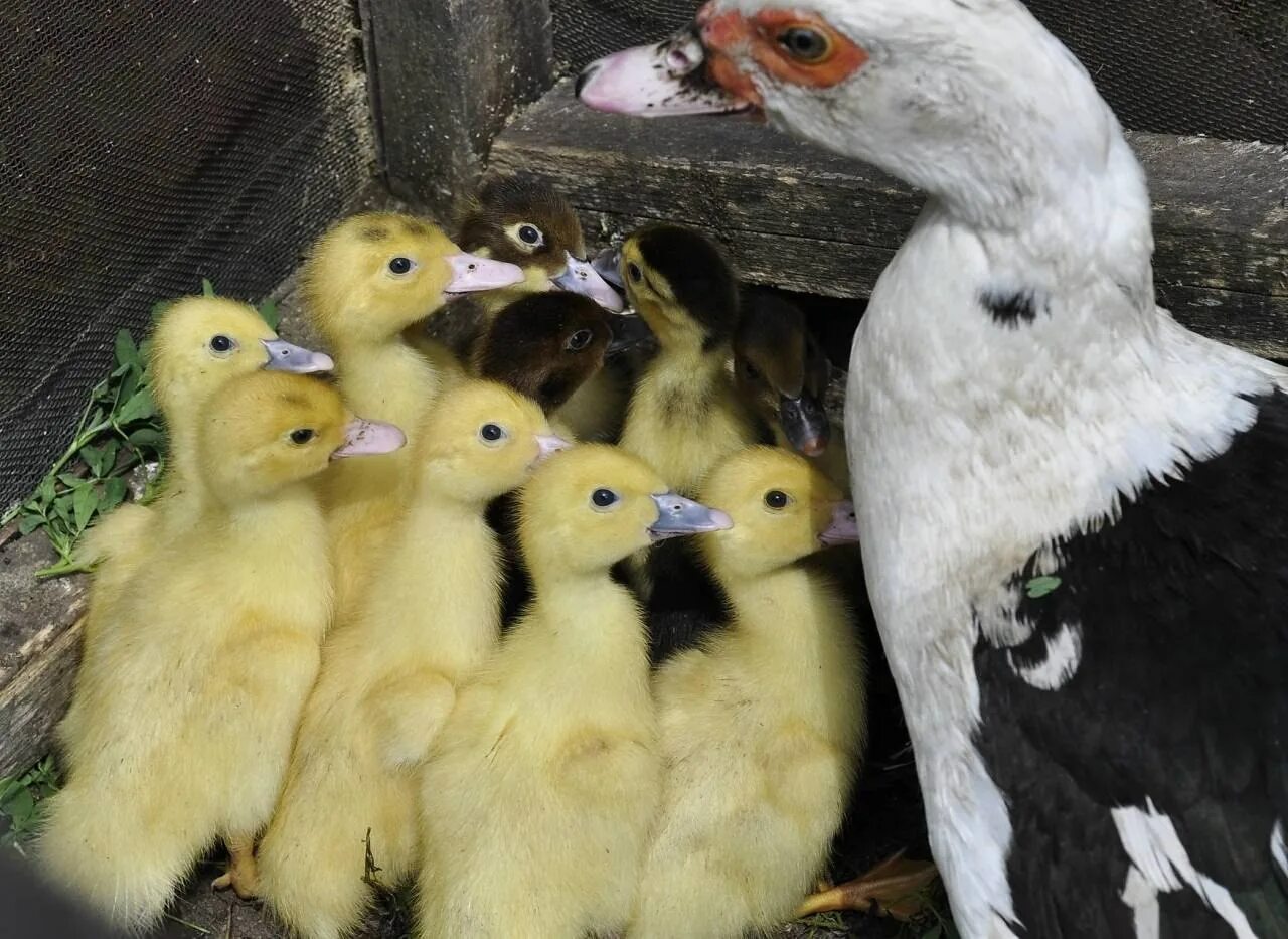 Суточные утята муларды. Порода уток муларды. Индоутки муларды. Утята муларды. Утята муларды содержание.