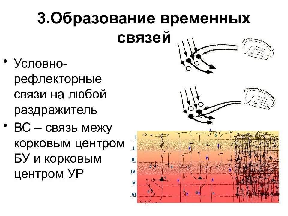 Рефлекторные связи. Условные рефлекторные связи. Механизм образования временной связи. Система условно рефлекторных связей.