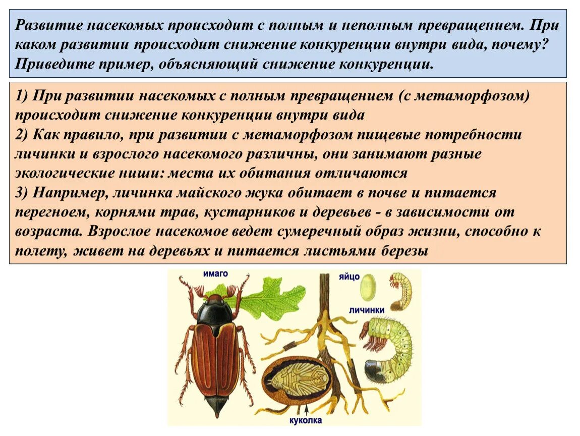 Размножение насекомых с полным и неполным превращением. Стадии развития насекомых с полным и неполным превращением. Развитие насекомых с полным и неполным превращением примеры. Развитие с неполным превращением у насекомых.