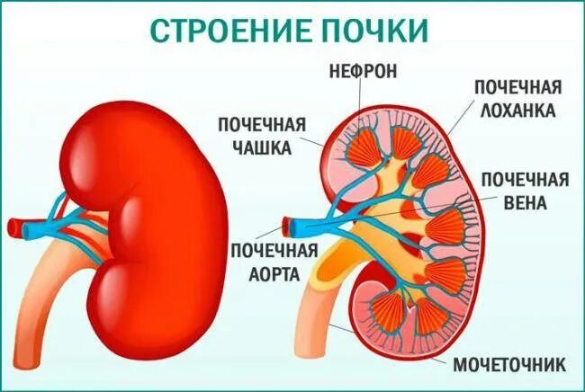 Почему лоханка. Лоханка почки. Почечная лоханка. Расширенная лоханка почки. Почечная лоханка строение.