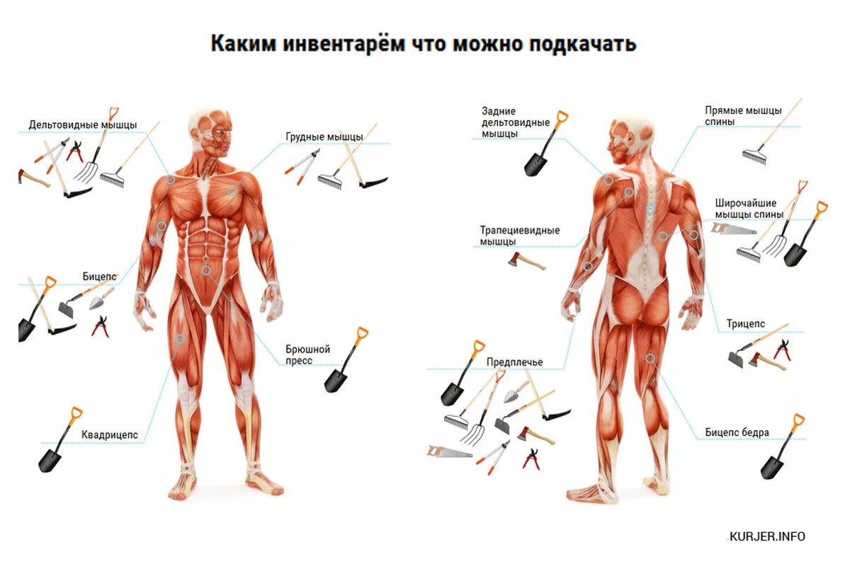 Какие мышцы работают при чистке снега. Какие мышцы задействованы при огородных работах. садовые инструменты и мышцы. садовый инвентарь группы мышц. огородный фитнес.