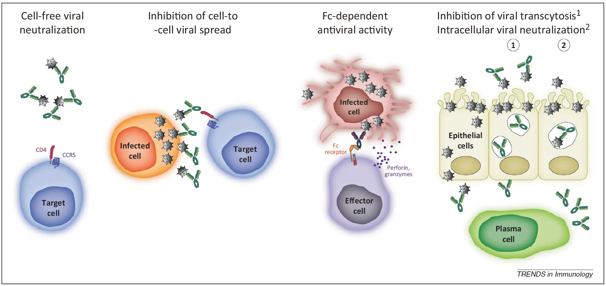 The virus can be. Virus Cells. Free Cell. Readman вирус. Neutralizing antibodies.