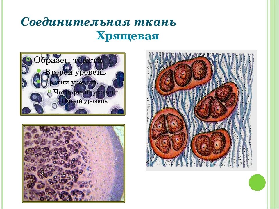 Хрящевая ткань это соединительная ткань. Хрящевая соединительная ткань. Соединительная ткань хрящевая ткань рисунок. Хрящевая соед ткань. Хрящевая ткань животного