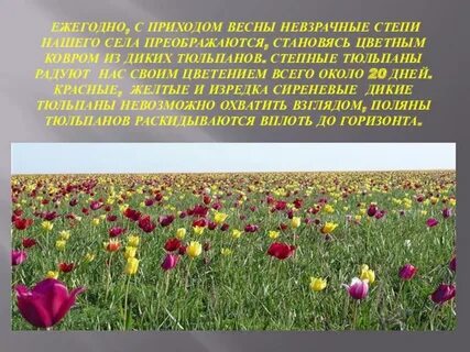 Полюбуйтесь буйством цветущих в степи тюльпанов где