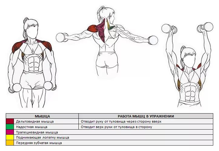 Упражнения на средний пучок. Отведение плеч с гантелями мышцы. Упражнения для дельтовидных мышц и трапеции на плечи. Упражнения для дельтовидных мышц на тренажерах. Средний пучок дельтовидной мышцы упражнения.