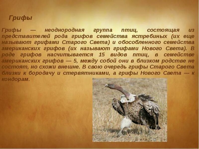 Гриф значение. Рассказ о грифе. птицы семейства грифов. птица гриф описание. гриф слайд.