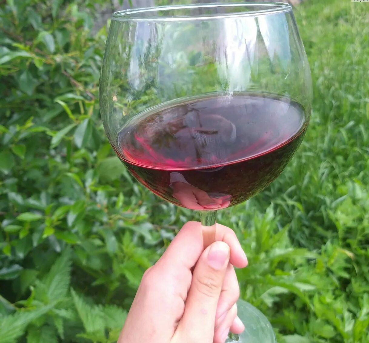 Вино приготовление винограда