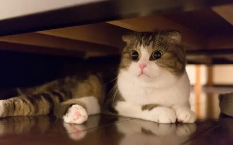 Коты мп 3