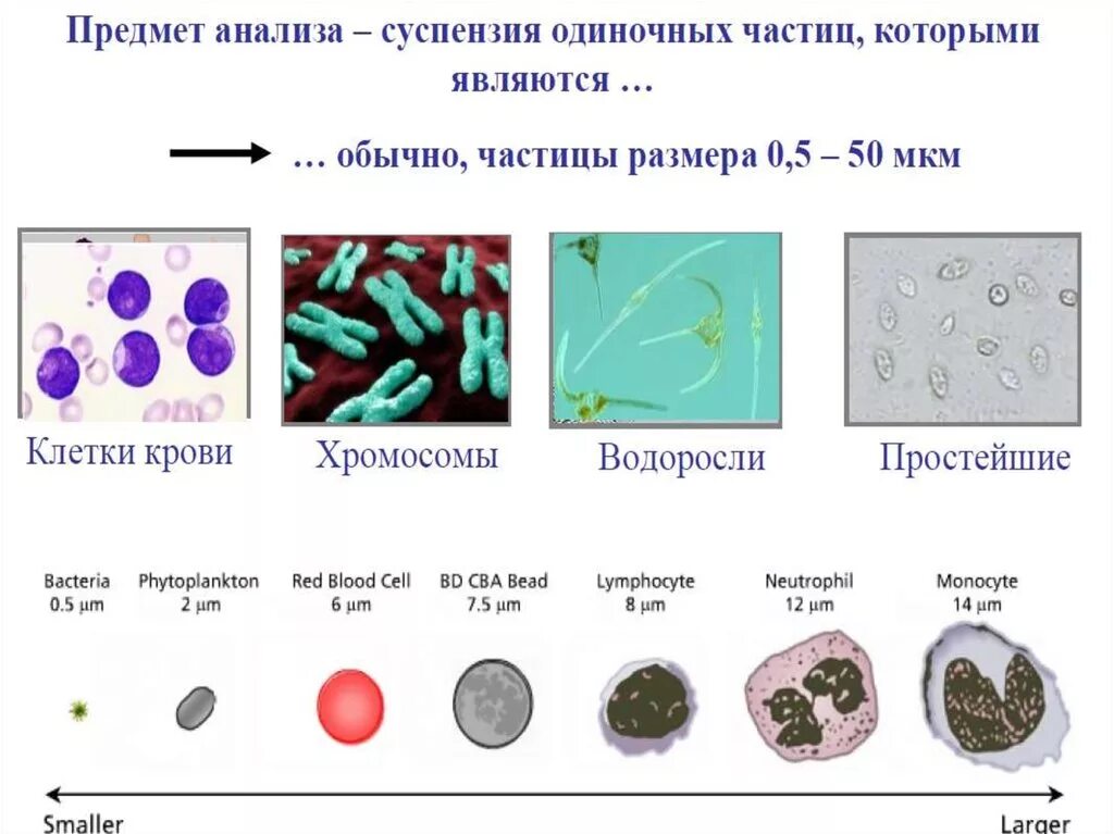 Хромосомы водорослей. Исследование суспензий. Строение эндозоидов токсаплазмы. Токсаплазма ганбии.