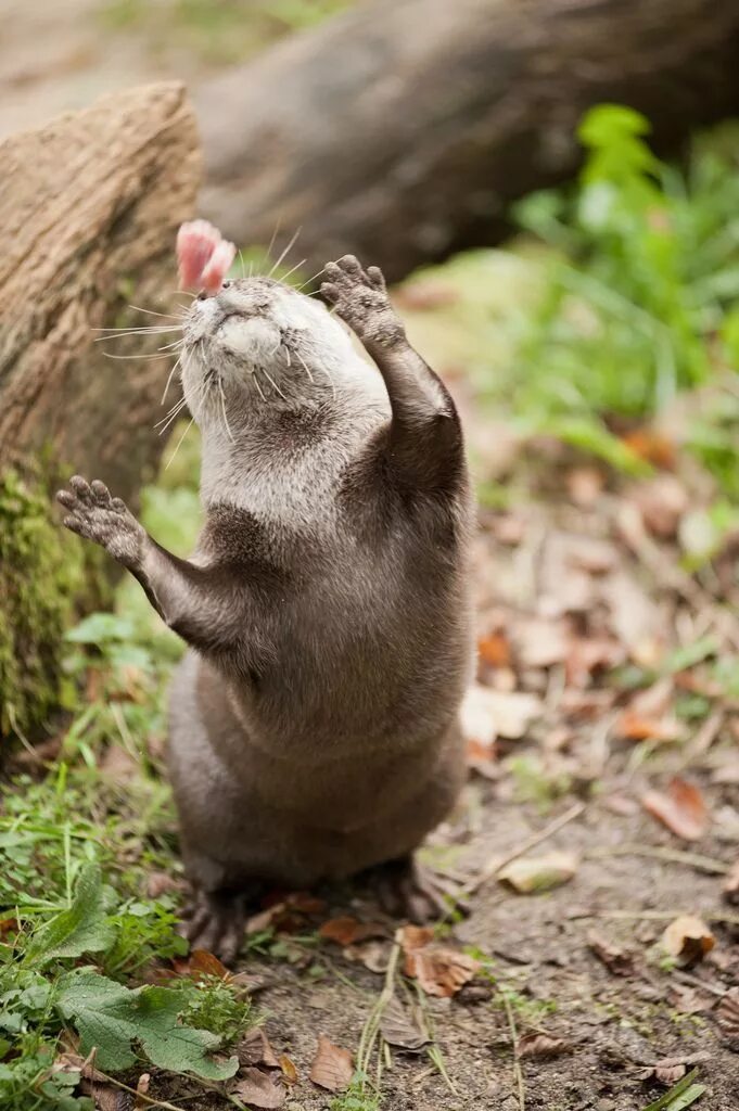 Собачка с розой. Лев обнимает человека. Спасибо за помощь животным. Лабрадор на ковре. Благодарные звери.