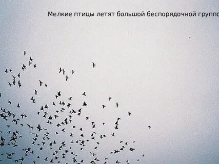 Черные птицы в небе песня