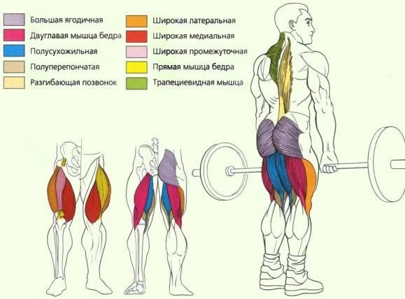 Тяга какие мышцы работают. Мертвая тяга мышцы. Становая тяга какие мышцы задействованы. Мертвая тяга группы мышц. Упражнения на полусухожильную мышцу.