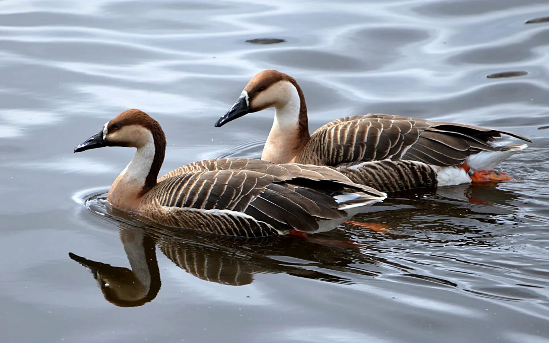 Сухонос. Гусеобразные сухонос. Сухонос cygnopsis cygnoides. Сухонос. Сухонос, гусь-сухонос (anser cygnoides.