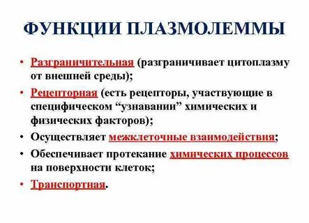 Функции плазмолеммы