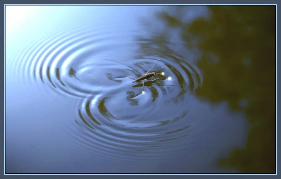 Жуки водомерки на воде. Поверхностное натяжение Водомерка. Круги на воде. Плавает на поверхности воды.