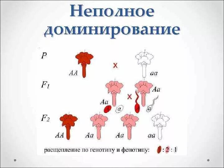 Схема неполного доминирования биология. Генетические схемы неполного доминирования. Неполное доминирование схема. Неполное доминирование примеры.