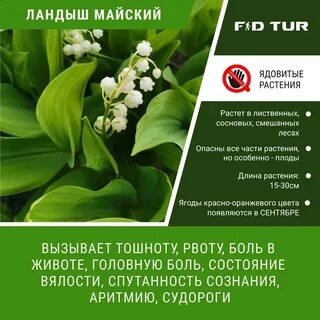 Ландыши ядовитые или нет для людей