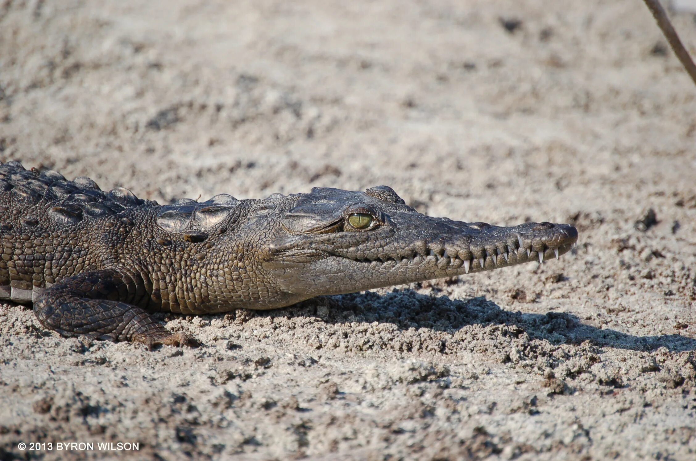 Crocodylus genus. австралийский острорылый крокодил. американский острорылый крокодил. острорылый кайман. гребнистый крокодил самый большой.
